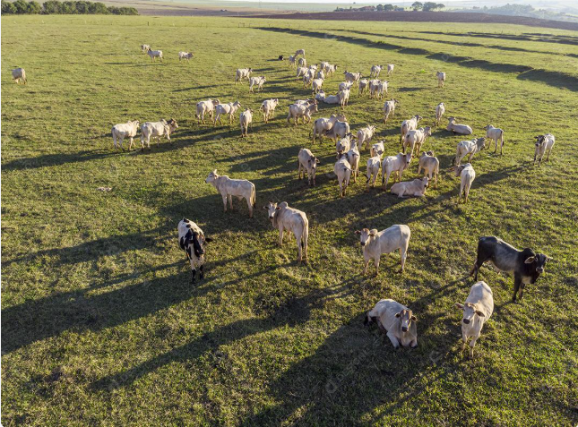 Secretaria de Agricultura reforça importância da atualização do cadastro de rebanho