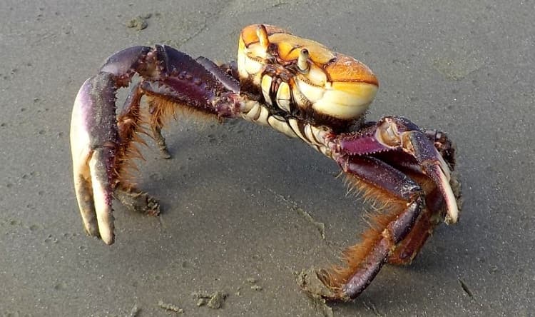 Período de Defeso do Caranguejo-Uçá entra na segunda etapa em Coruripe