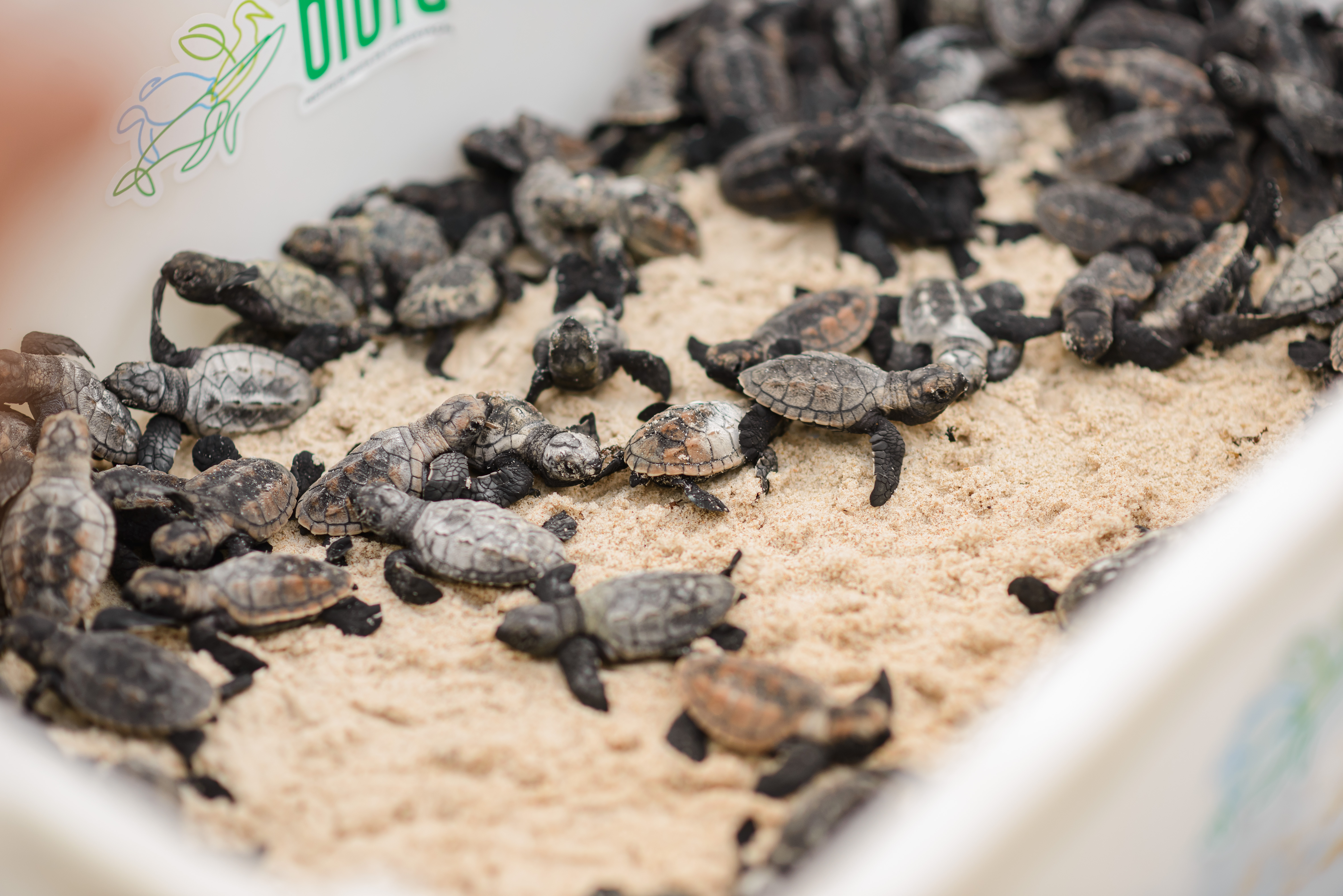 Prefeitura de Coruripe realiza soltura de 132 tartarugas marinhas na Lagoa do Pau