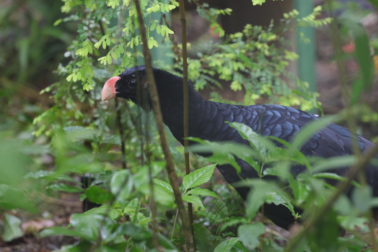 Mutum-de-Alagoas retorna a Coruripe após anos extinto na natureza
