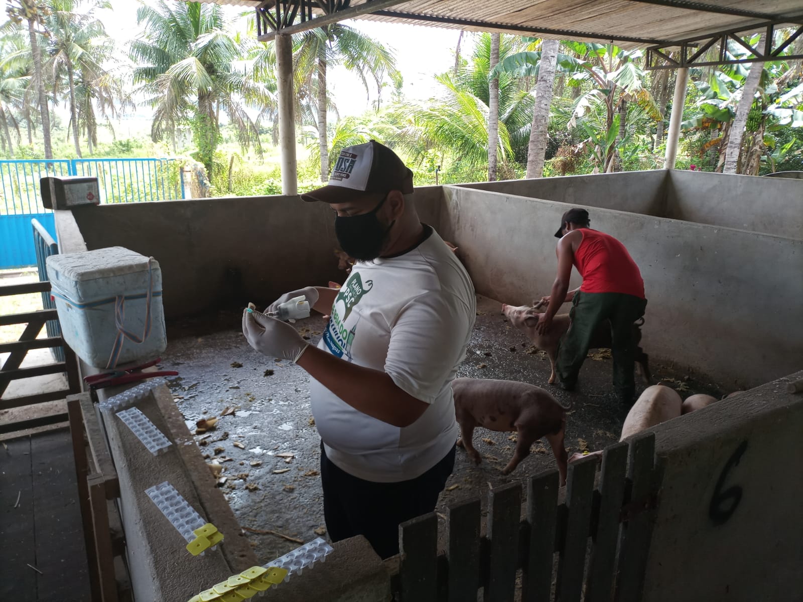 Animais de criadores cadastrados são imunizados contra a peste suína clássica