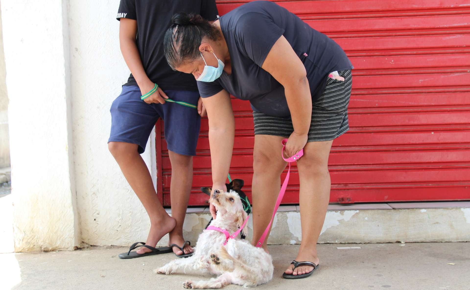 Vacinação Antirrábica inicia neste sábado em Coruripe