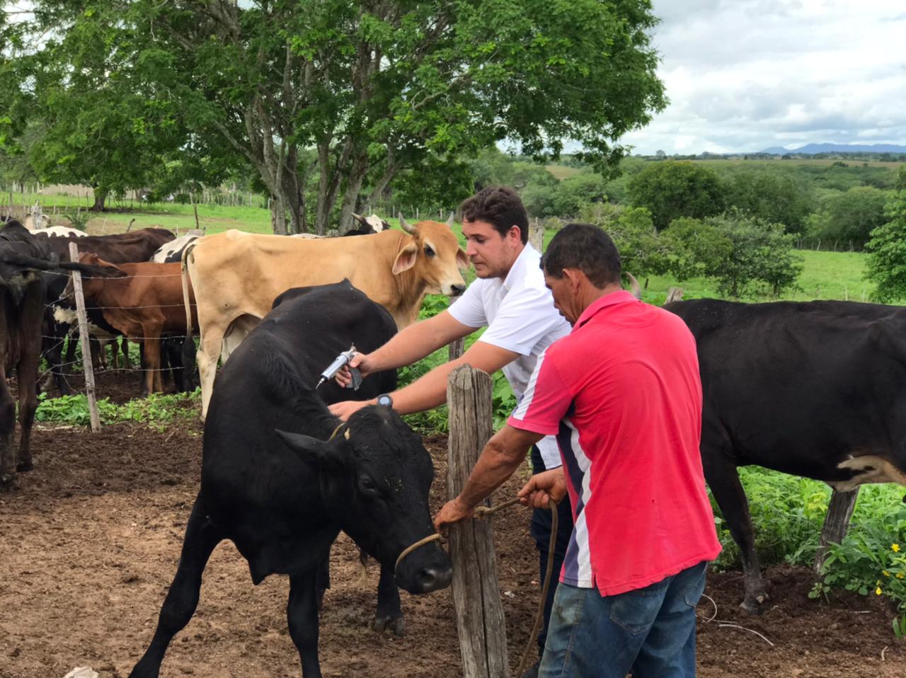 Vacinação contra aftosa secretário de agricultura e o veterinário do município realizam vacinação contra aftosa nos rebanhos bovinos