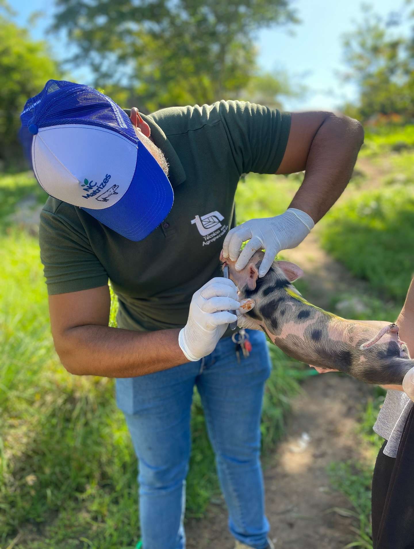 Visita técnica na propriedade do criador Damião reforça manejo e sanidade na suinocultura local