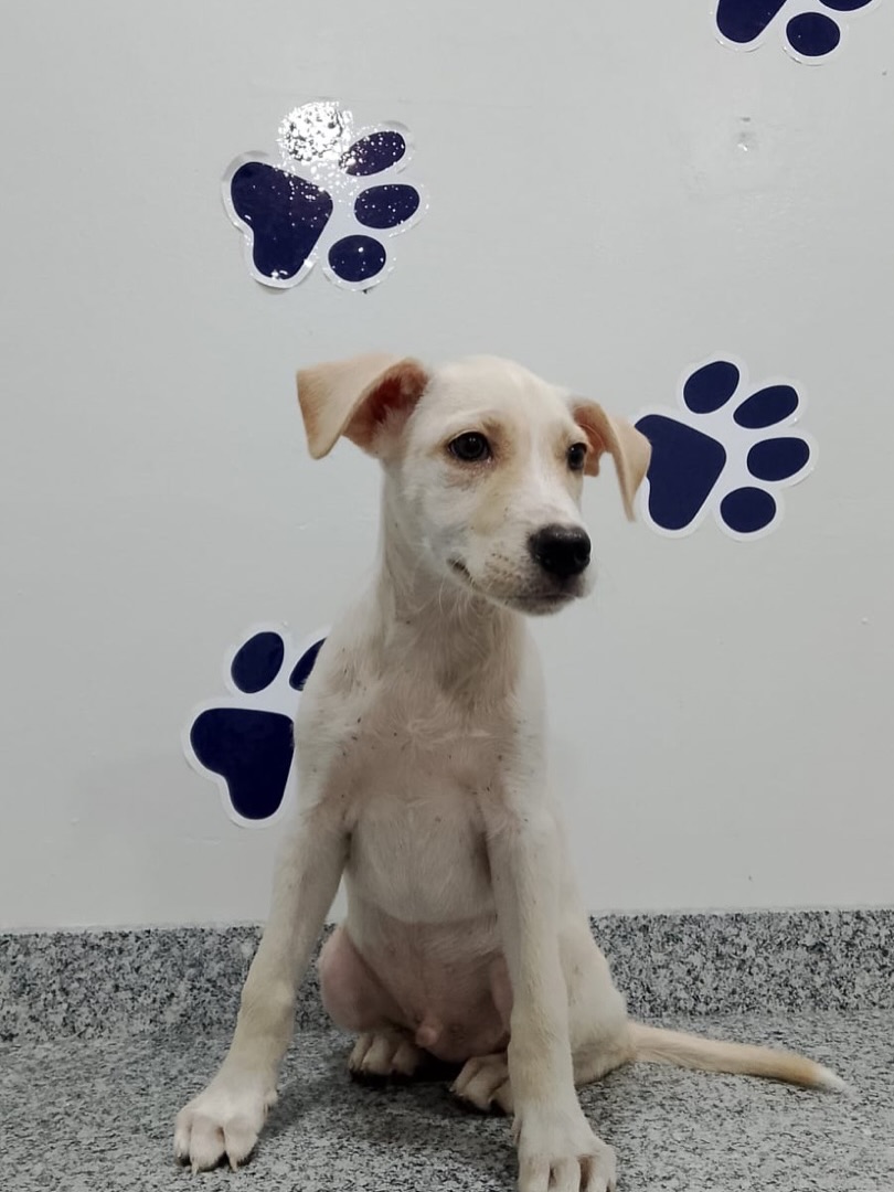 Ambulatório Veterinário de São José da Tapera mantém atendimentos regulares e reforça orientações à população