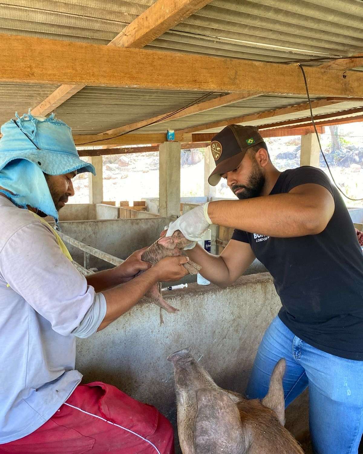 Ação Técnica em Propriedade Rural Reforça Manejo e Sanidade na Suinocultura