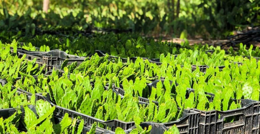 Projeto Propaga Palma