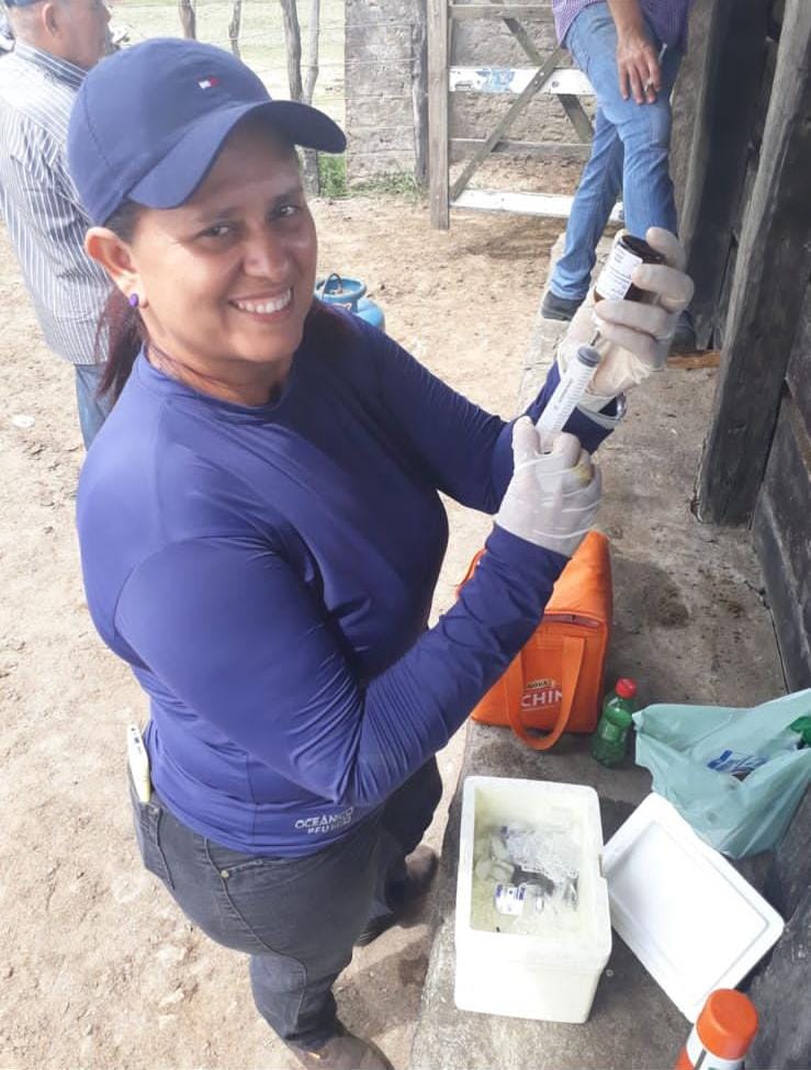 Secretaria de Agricultura realiza vacinação contra brucelose bovina