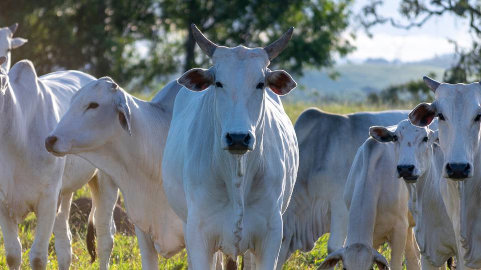 Criador pode atualizar dados cadastrais do rebanho até amanhã